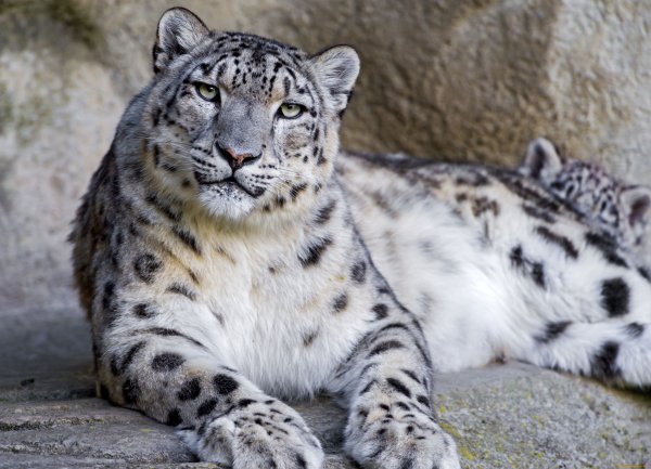 Снежный Барс uncia uncia