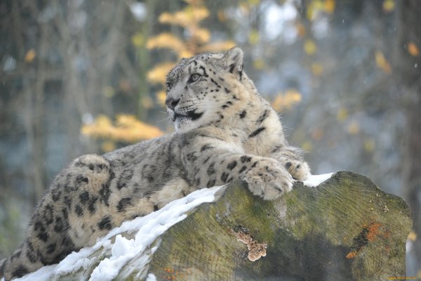 Костомукшский заповедник снежный Барс