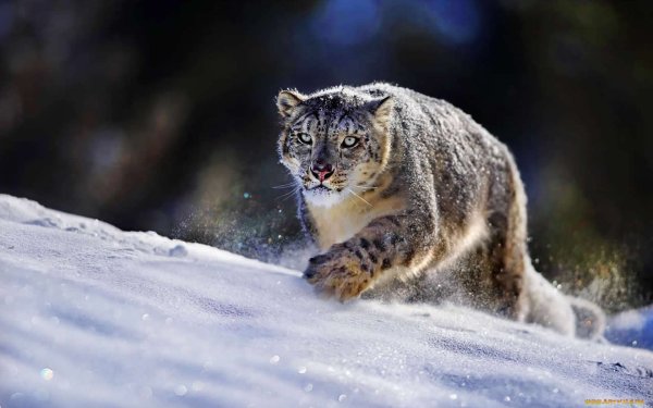Снежный Барс в дикой природе