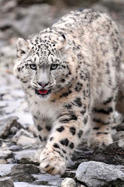 Снежный Барс uncia uncia