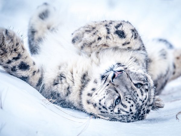 Снежный Барс с книгой в лапе