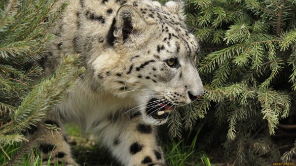 Убсунурская котловина снежный Барс