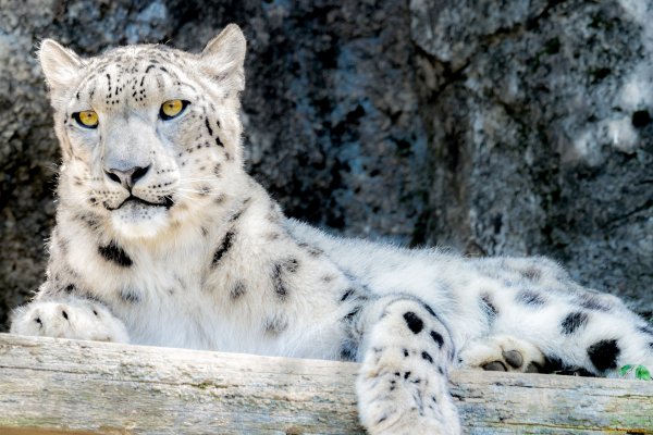 Карл Брендерс снежный Барс