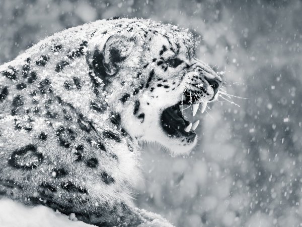 Снежный Барс Ирбис зимой