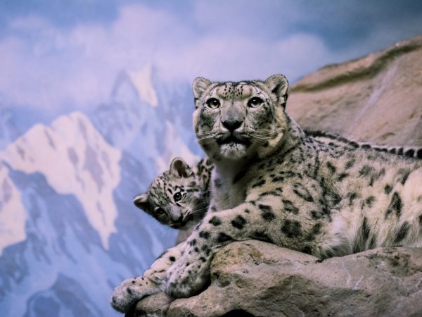 Илбирс снежный Барс