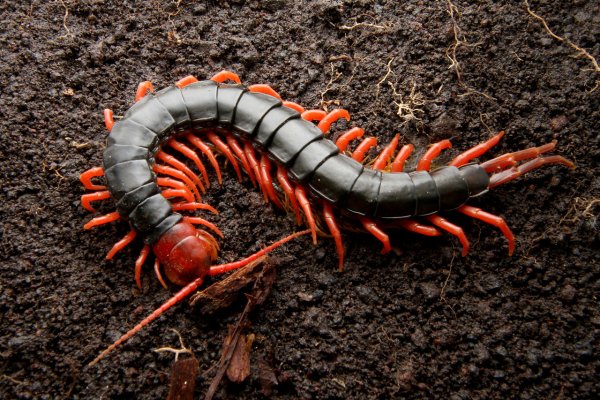 Амазонская сколопендра