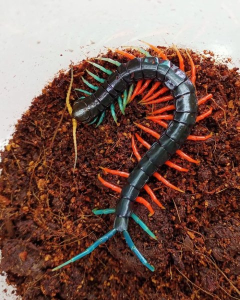 Сколопендра Подмосковная