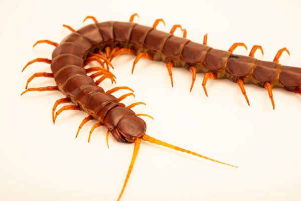 Калифорнийская сколопендра