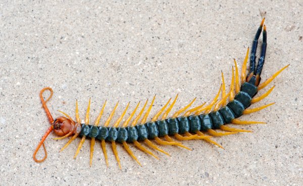 Сколопендра Черноморская