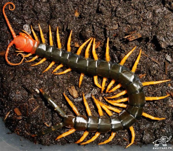 Сороконожка сколопендра