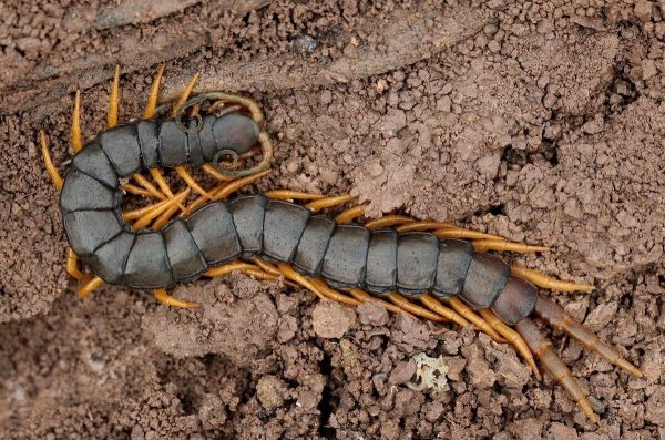 Крымская кольчатая сколопендра