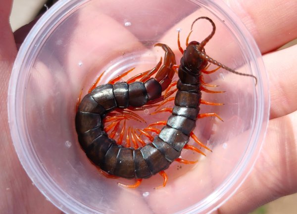 Сороконожка сколопендра