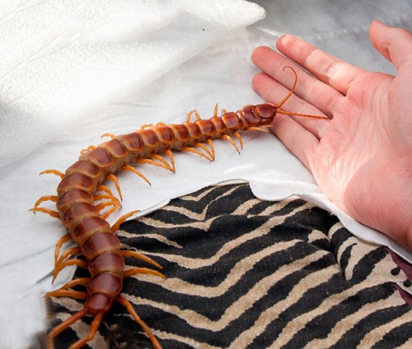 Мокрица сколопендра