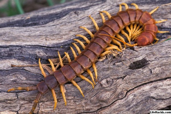 Сколопендра subspinipes