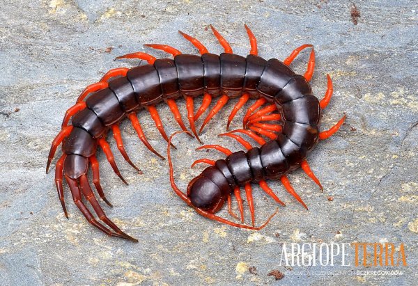 Мадагаскарская сколопендра