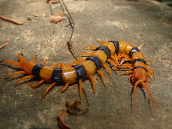 Многоножка сколопендра