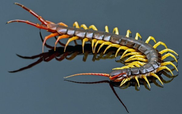 Scolopendra subspinipes ядовитая