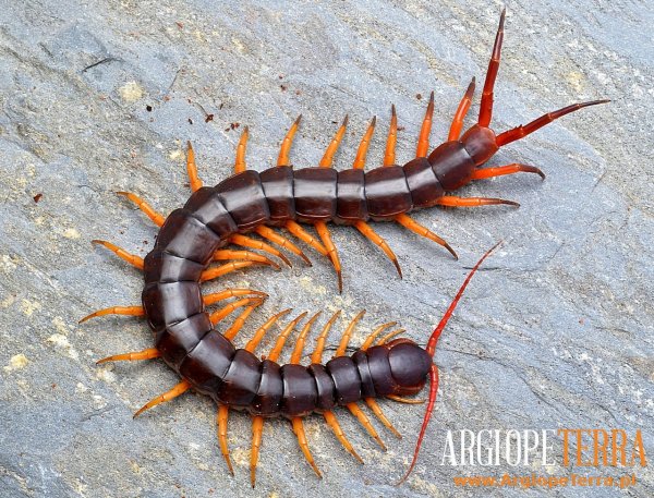 Сколопендра и саламандра