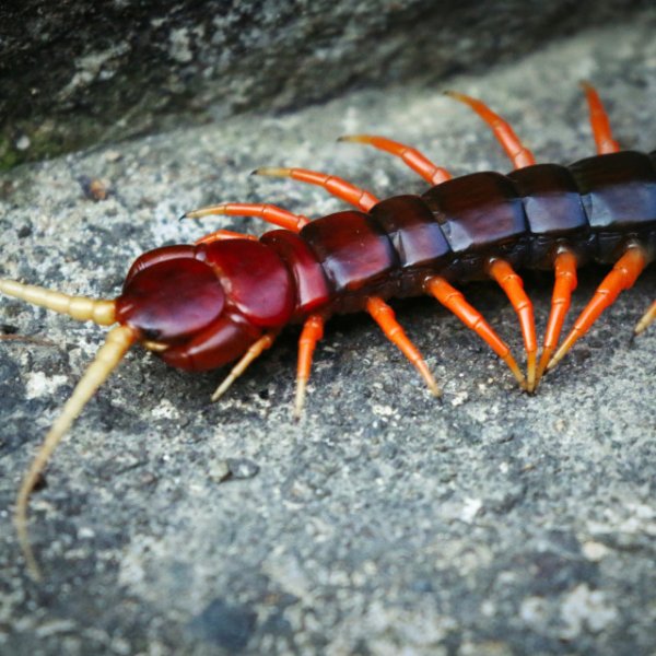 Тигровая сколопендра индийская