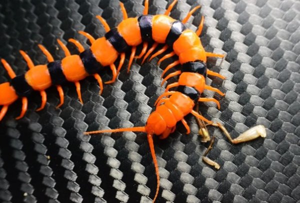 Калифорнийская сколопендра