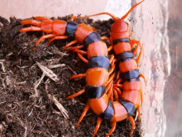 Сколопендра Крымская ядовитая