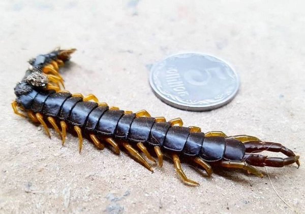 Крымская игольчатая сколопендра