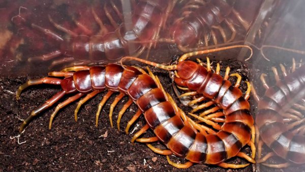 Сколопендра subspinipes