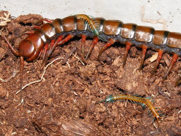 Гигантская сколопендра / Scolopendra gigantea