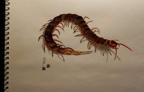 Крымская кольчатая сколопендра