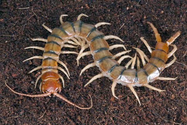 Scolopendra morsitans