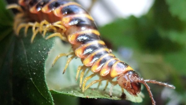 Сколопендра Крымская