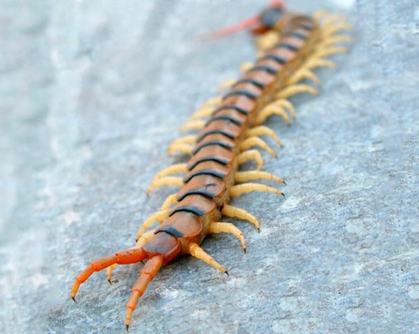 Сколопендра Степная Крымская