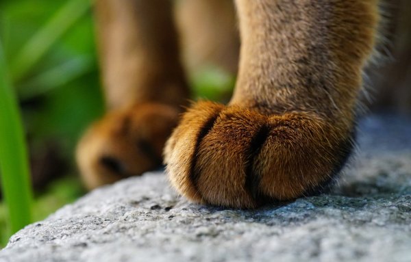 Кошкины лапки