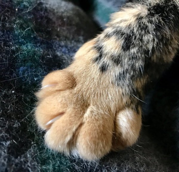 Подушечки лап у кошек