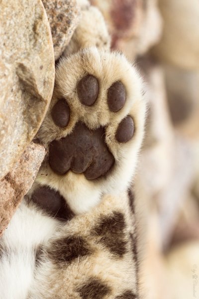 Лапки кошки