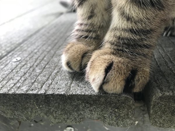 Кошачья лапка