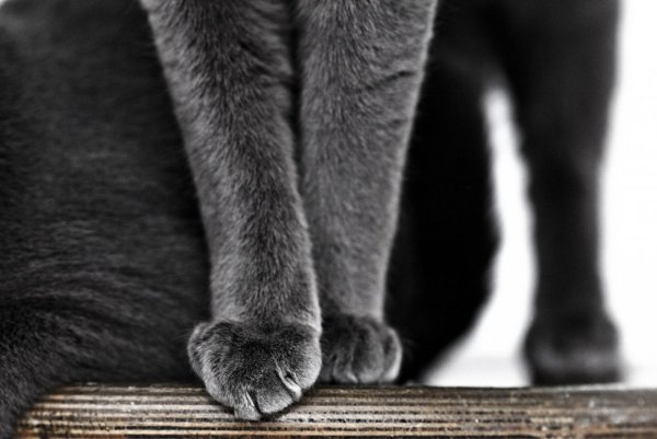 Лапка кота