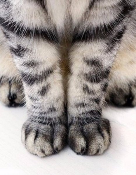 Кошка свесила лапы