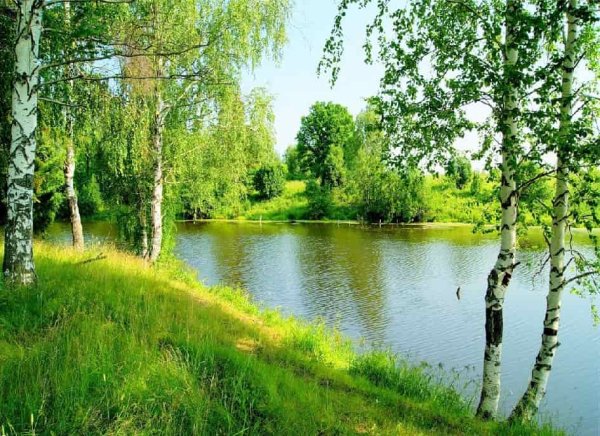 Пейзаж береза Березовая роща озеро