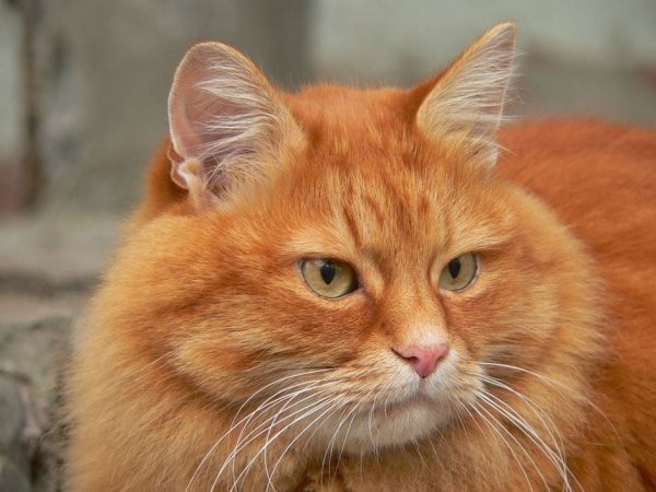 Рыжий кот