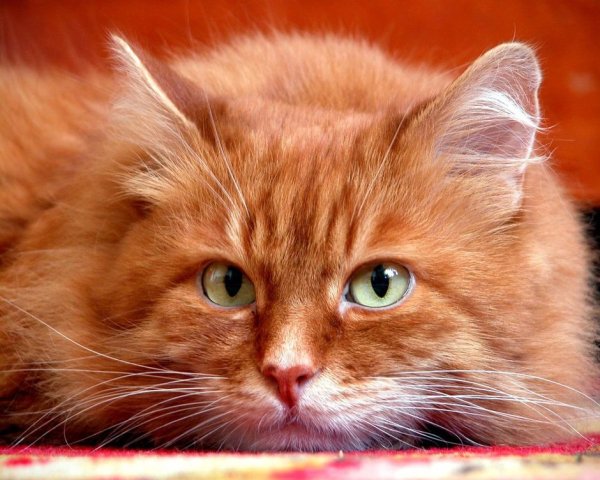Рыжий котик