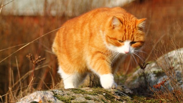 Рыжие коты