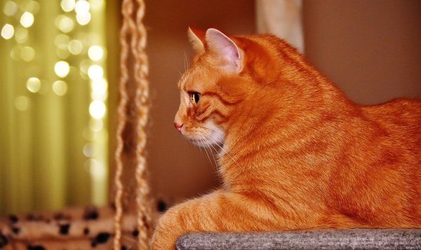 Рыже красные коты