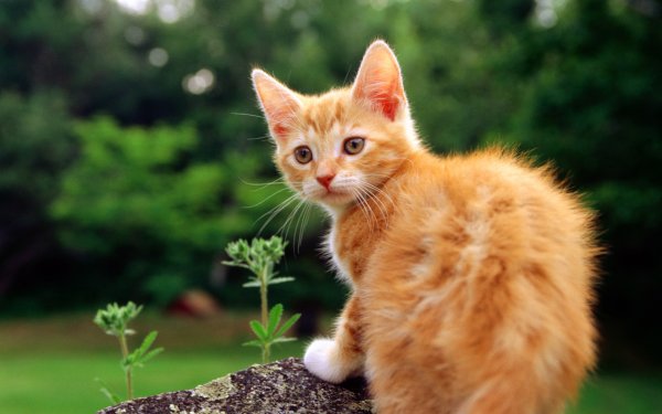 Красивый рыжий котенок