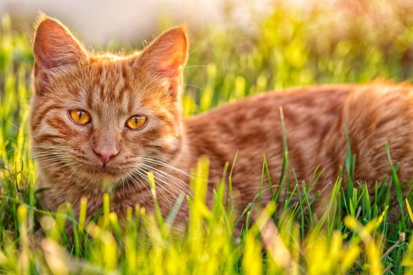 Картинки на рабочий стол рыжий кот