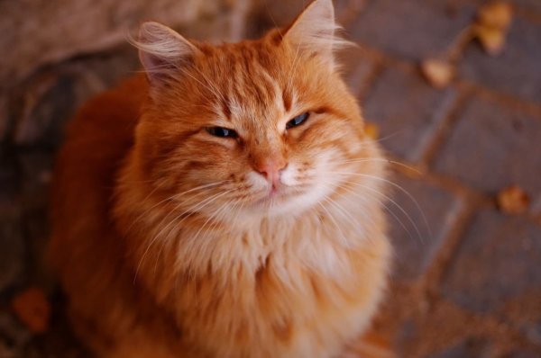 Картинки кот рыжий (43 фото)