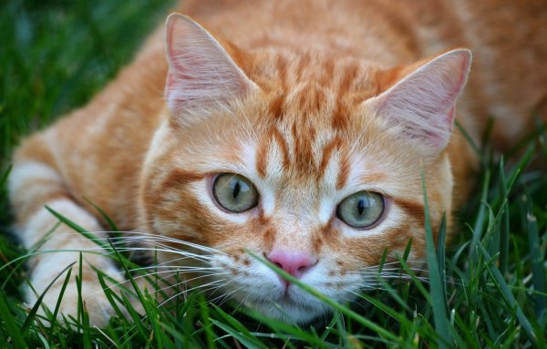 Рыжий котёнок