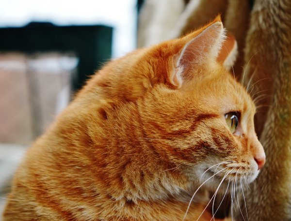 Шотландская вислоухая кошка рыжая