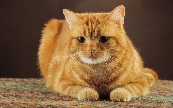 Кошка табби макрель рыжие