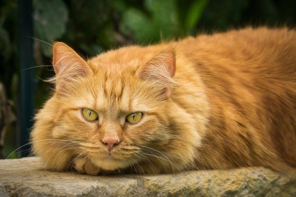 Котик оранжевый